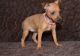 Miniature Pinscher Puppies for sale in Rye, CO 81069, USA. price: $500