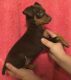 Miniature Pinscher Puppies for sale in Ocala, FL, USA. price: NA
