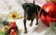 Miniature Pinscher Puppies for sale in Adamstown, PA, USA. price: NA