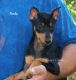 Miniature Pinscher Puppies for sale in Elkland, MO 65644, USA. price: NA