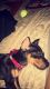 Miniature Pinscher Puppies for sale in Dolton, IL, USA. price: $500