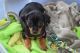 Miniature Pinscher Puppies for sale in Toms River, NJ, USA. price: NA