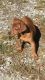 Miniature Pinscher Puppies for sale in Sussex, NJ 07461, USA. price: $400