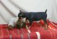 Miniature Pinscher Puppies for sale in Bardstown, KY 40004, USA. price: $500