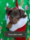 Miniature Pinscher Puppies for sale in Cambridge, OH, OH, USA. price: NA