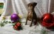Miniature Pinscher Puppies for sale in Bowling Green, KY, USA. price: NA