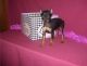 Miniature Pinscher Puppies for sale in St Clair, MI 48079, USA. price: NA