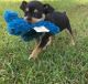Miniature Pinscher Puppies for sale in Caldwell, ID 83605, USA. price: NA