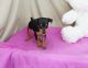Miniature Pinscher Puppies for sale in Baton Rouge, LA 70836, USA. price: NA