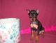 Miniature Pinscher Puppies for sale in Irving, TX, USA. price: NA
