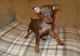 Miniature Pinscher Puppies for sale in Beaverton, OR, USA. price: $600