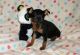 Miniature Pinscher Puppies for sale in Charleston, WV, USA. price: $350