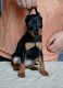 Miniature Pinscher Puppies for sale in Chesnee, SC 29323, USA. price: $500