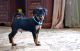 Miniature Pinscher Puppies for sale in Cheyenne, WY, USA. price: NA