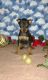 Miniature Pinscher Puppies for sale in Pell City, AL, USA. price: NA