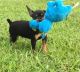 Miniature Pinscher Puppies for sale in Chicago, IL, USA. price: $400