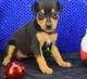Miniature Pinscher Puppies for sale in Miami, FL, USA. price: $400