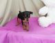 Miniature Pinscher Puppies for sale in Batavia, OH 45103, USA. price: NA