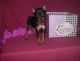Miniature Pinscher Puppies for sale in Morgan City, MS, USA. price: $600