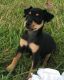Miniature Pinscher Puppies for sale in Williamsport, PA, USA. price: $600