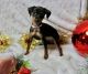 Miniature Pinscher Puppies for sale in Wilmar, AR 71675, USA. price: NA