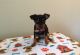 Miniature Pinscher Puppies for sale in Queen City, MO 63561, USA. price: NA
