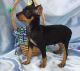 Miniature Pinscher Puppies for sale in Ehrhardt, SC 29081, USA. price: $500