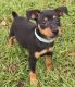Miniature Pinscher Puppies for sale in Jersey City, NJ, USA. price: NA