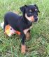 Miniature Pinscher Puppies for sale in Elliottville, KY 40317, USA. price: NA