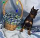 Miniature Pinscher Puppies for sale in Downey, CA 90241, USA. price: NA