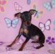 Miniature Pinscher Puppies for sale in Bend, OR, USA. price: $500