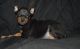 Miniature Pinscher Puppies for sale in Las Vegas, NV, USA. price: $600