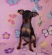 Miniature Pinscher Puppies for sale in Lynco, WV 24827, USA. price: $500