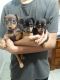 Miniature Pinscher Puppies for sale in Phoenix, AZ, USA. price: $350