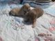 Miniature Pinscher Puppies for sale in River Grove, IL, USA. price: $450