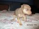 Miniature Pinscher Puppies for sale in River Grove, IL 60171, USA. price: $375