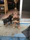 Miniature Pinscher Puppies for sale in Fontana, CA, USA. price: NA