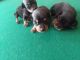 Miniature Pinscher Puppies for sale in Clinton, NC 28328, USA. price: NA