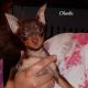 Miniature Pinscher Puppies for sale in Elkland, MO 65644, USA. price: $600