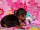 Miniature Pinscher Puppies for sale in Elkland, MO 65644, USA. price: NA