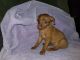 Miniature Pinscher Puppies for sale in Waupaca, WI 54981, USA. price: $550