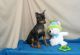 Miniature Pinscher Puppies for sale in Detroit, MI, USA. price: $650