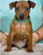 Miniature Pinscher Puppies for sale in Worcester, MA 01653, USA. price: NA