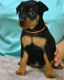 Miniature Pinscher Puppies for sale in Charleston, WV 25326, USA. price: NA