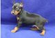 Miniature Pinscher Puppies for sale in Warren, MI 48089, USA. price: NA