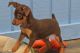 Miniature Pinscher Puppies for sale in Spring Mill, KY 40228, USA. price: $500