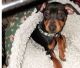 Miniature Pinscher Puppies for sale in Springfield, MA 01119, USA. price: NA