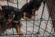 Miniature Pinscher Puppies for sale in Phoenix, AZ, USA. price: $250