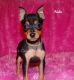 Miniature Pinscher Puppies for sale in Elkland, MO 65644, USA. price: $800