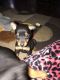 Miniature Pinscher Puppies for sale in Ellwood City, PA 16117, USA. price: NA